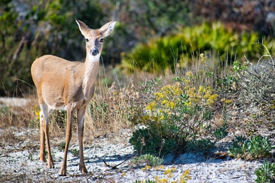 Standing on the grass and brown deer
